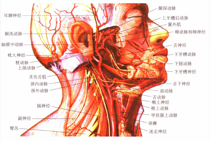 Introduction of special surgical instruments for carotid endarterectomy(图1)